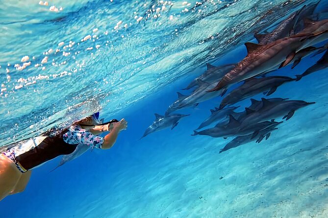 Snorkelling with wild spinner dolphins at Sataya Reef
