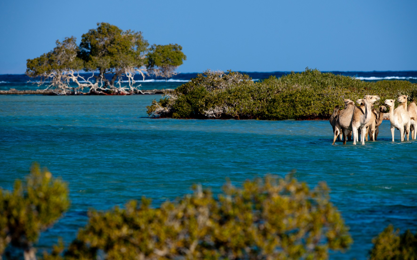 Camels and mangroves in Wadi El Gemal National Park